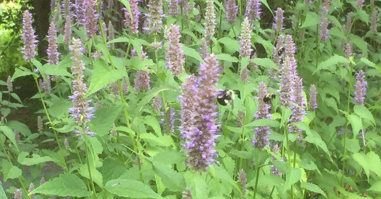 How To Grow And Care For Agastache Ava - Featured image