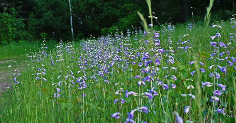 Beardtongue Growing And Care Guide - Featured image
