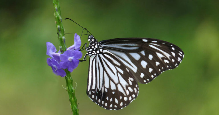 How To Care For And Grow Blue Porterweed - Featured image