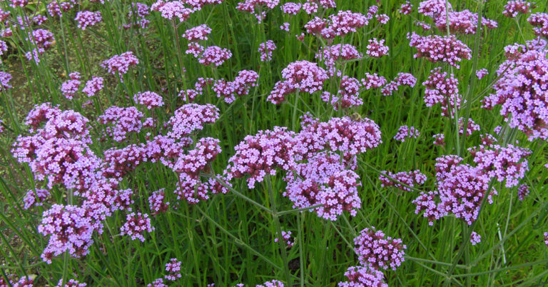 Don’t Prune These 12 Flowers For An Instant Self-Seeding Garden Next Year - Featured image