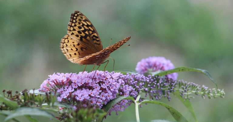 14 Beautiful Butterflies (And What To Plant To Attract Them) - Featured image