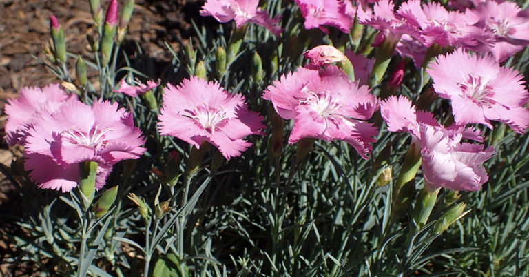 How To Grow Clove Pink - Featured image