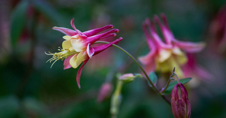 Columbine Growing And Care Guide - Featured image