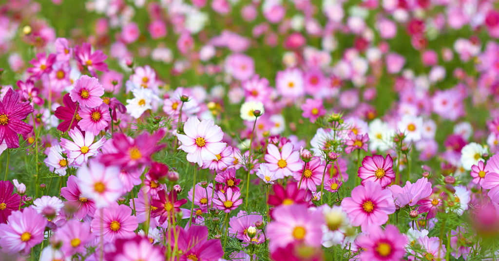 cosmos flowering in a field