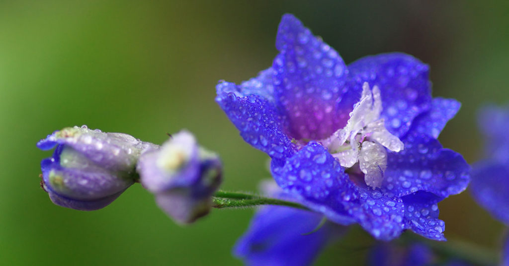 larkspur flowers