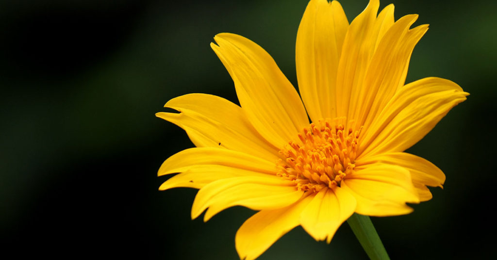 mexican sunflower Tithonia