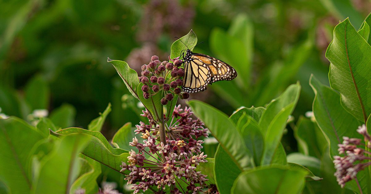 monarch butterfly on milkweed plant