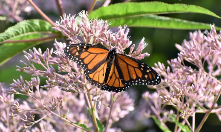 Why Every Garden Should Have At Least 5 Milkweed Plants - Featured image