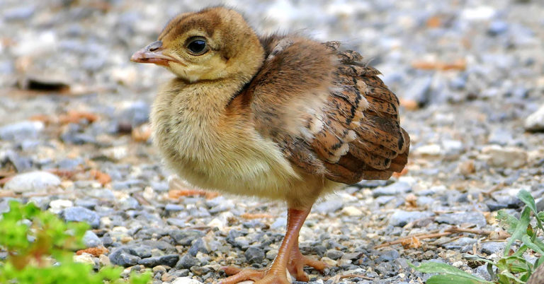 Comprehensive Guide To Incubating Peafowl Eggs - Featured image