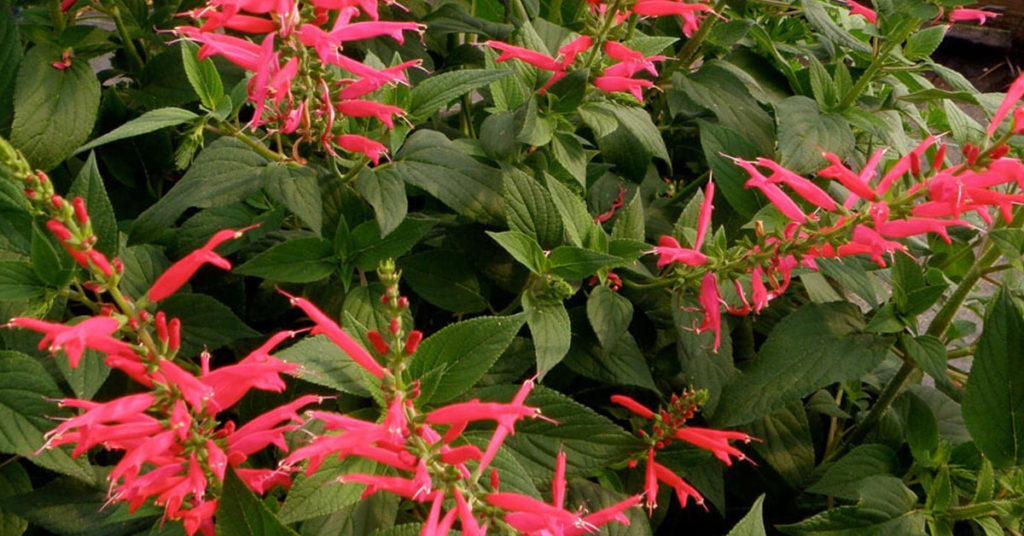 pineapple sage with red flowers