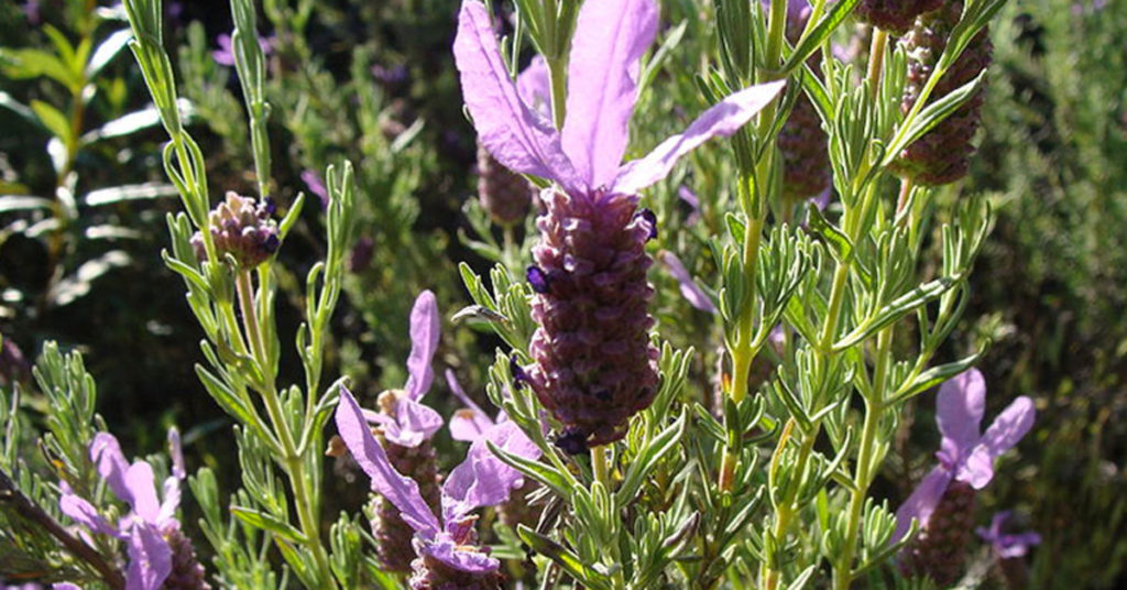 spanish lavender