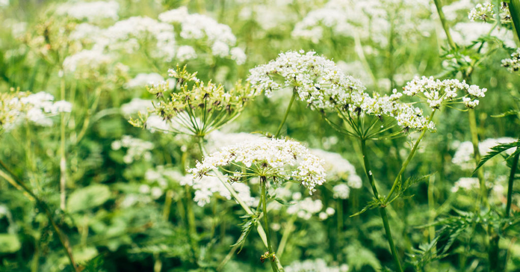 yarrow with white flowers