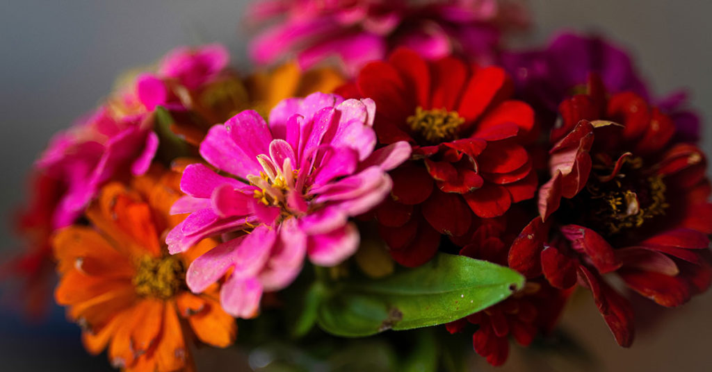 zinnia flowers