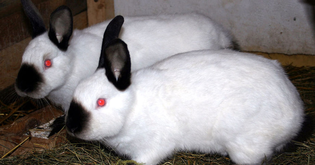 Comprehensive Guide To Californian Rabbit Care - Featured image