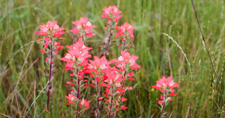 Indian Paintbrush Care And Growing Guide - Featured image