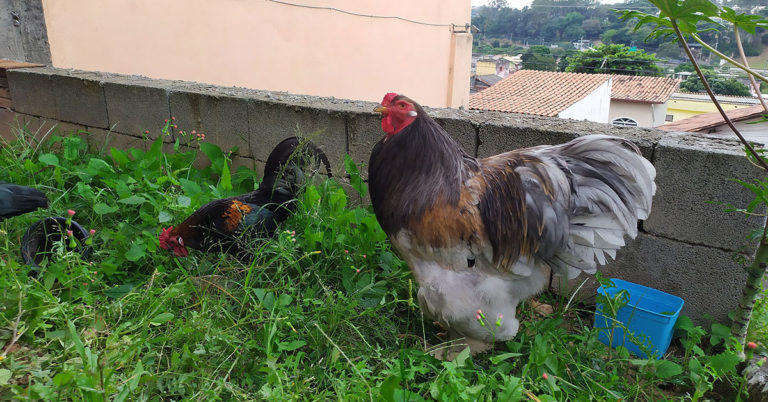 Comprehensive Guide To Brahma Chicken Care - Featured image