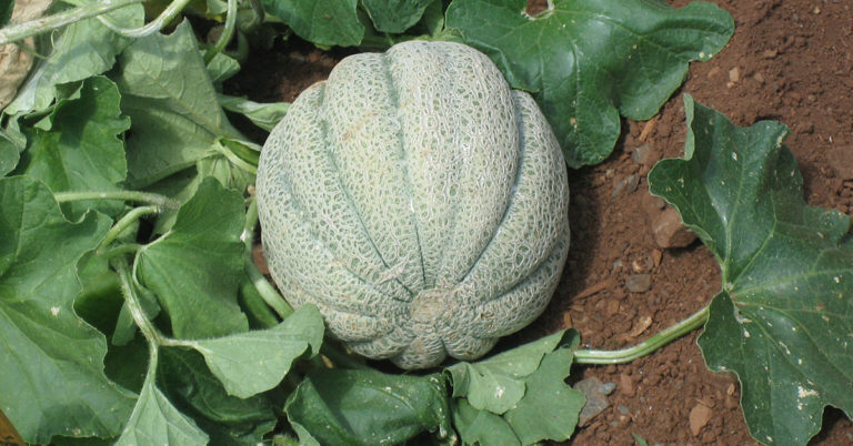 How To Pick The Perfect Cantaloupe - Featured image