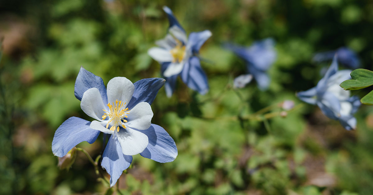 Colorado Blue Columbine Flowers