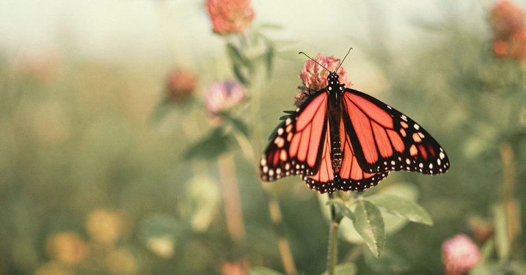 Do These 15 Things In July To Support Declining Butterflies - Featured image
