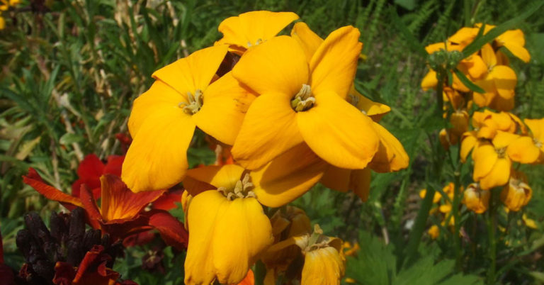 How To Grow And Care For Siberian Wallflower - Featured image
