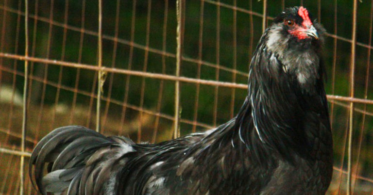 The Ultimate Guide To Ameraucana Chickens - Featured image