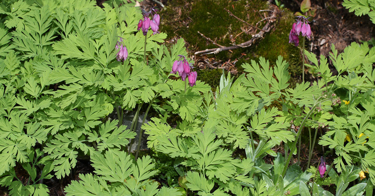 Dicentra formosa plant and flowers