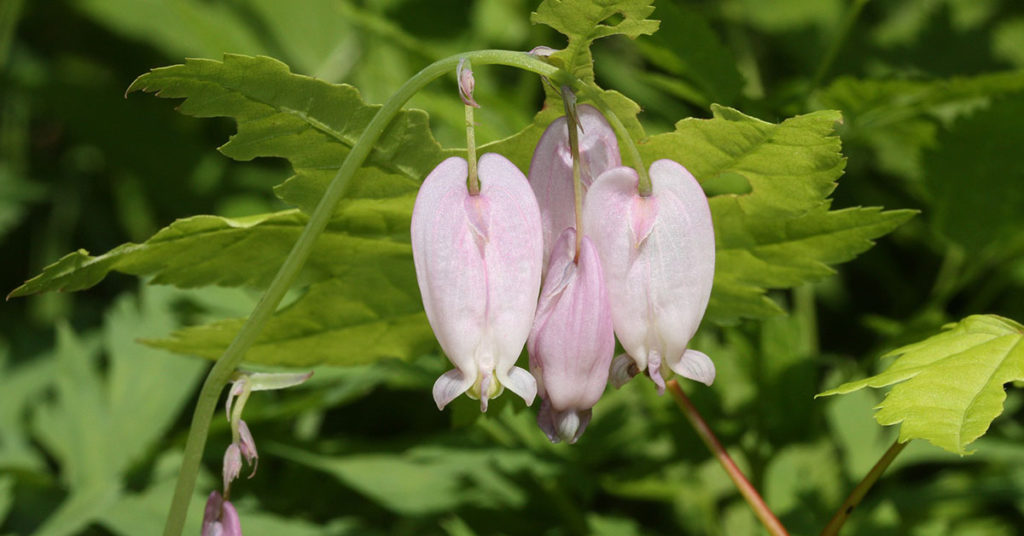 Dicentra formosa flowers