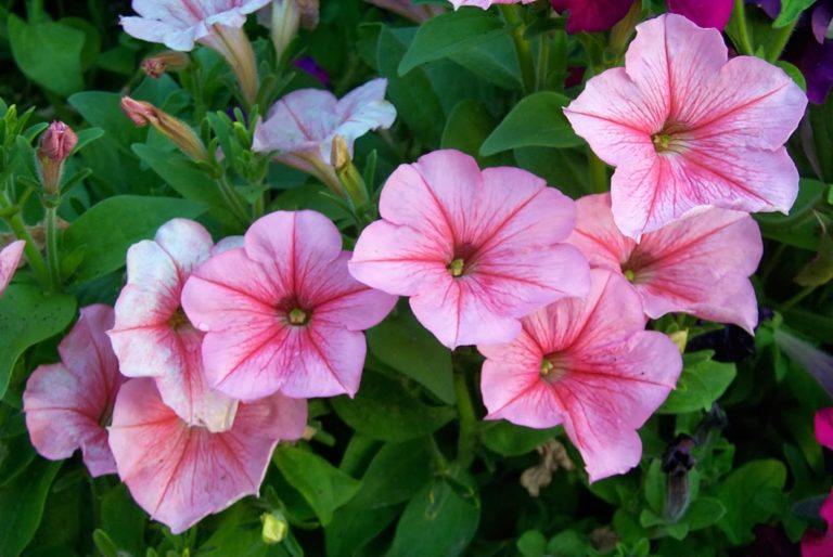 10 Tips For Growing A Dazzling Petunia Garden - Featured image