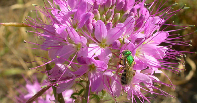 Rocky Mountain Beeplant Growing Guide - Featured image
