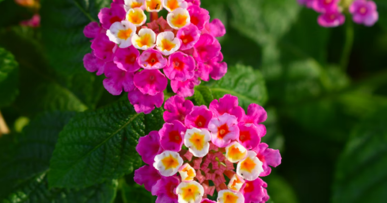 15 Flowers That Will Cross-Pollinate If Planted Together - The Garden ...