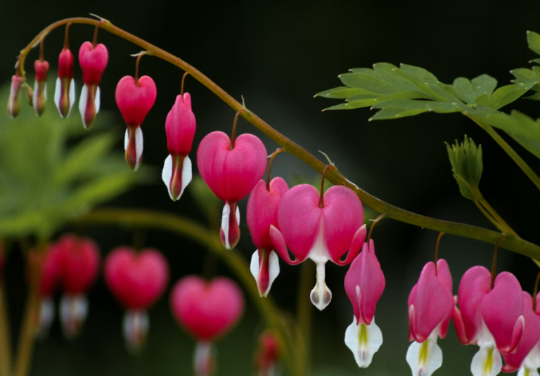 8 Reasons Why Your Bleeding Hearts Are Struggling To Bloom - Featured image