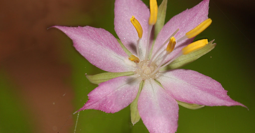 Trientalis latifolia flower