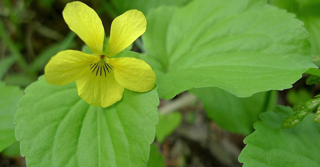 Viola glabella Growing And Care Guide - Featured image
