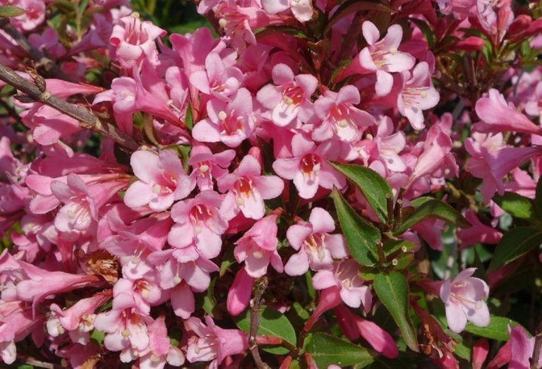 10 Shrubs & Bushes With The Best Spring Colors - Featured image