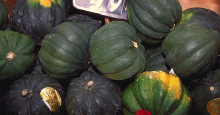 When And How To Pick Acorn Squash - Featured image