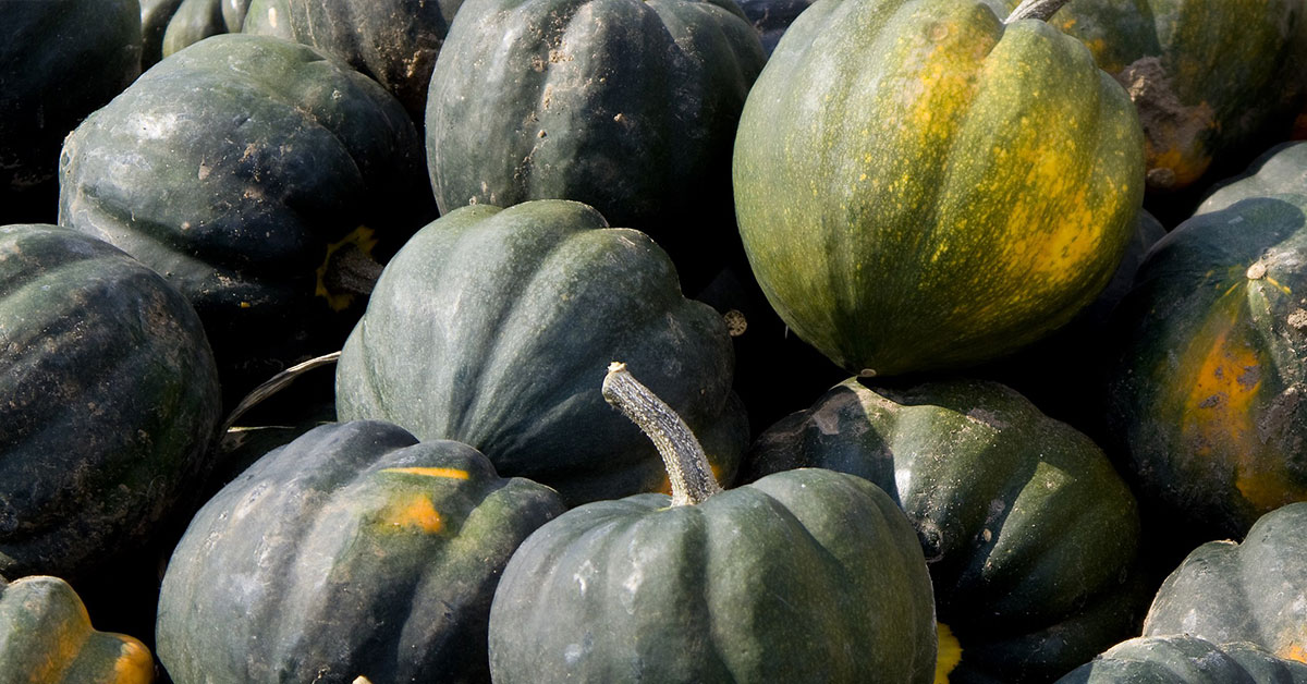 When And How To Pick Acorn Squash The Garden Magazine
