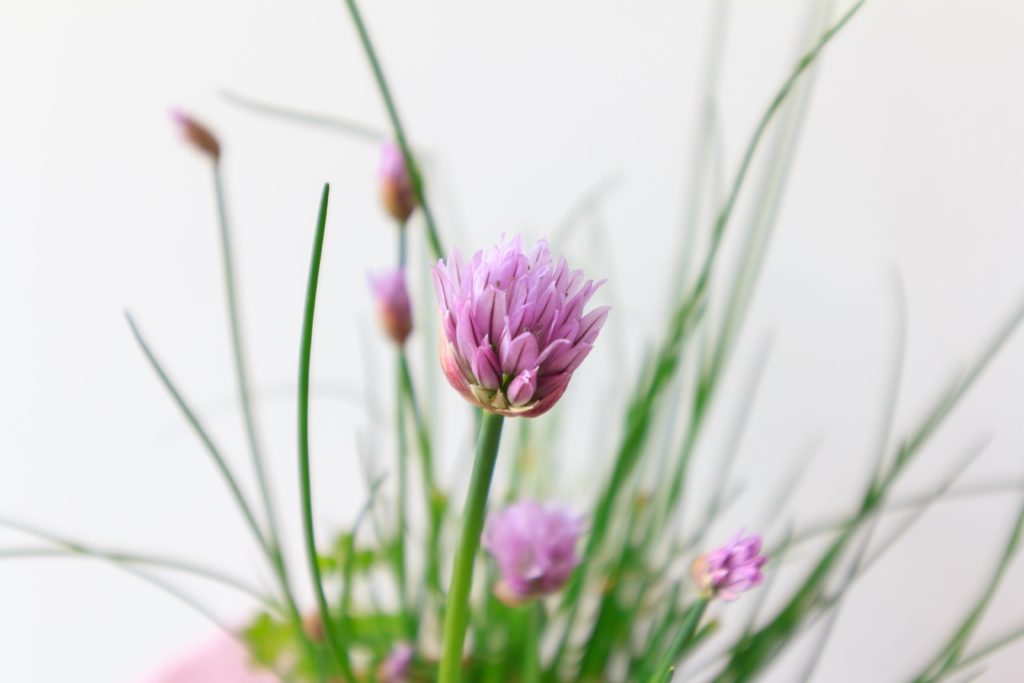 Chives