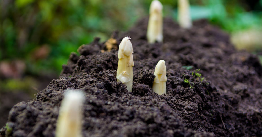 Propagating Asparagus By Seed & Division - Featured image