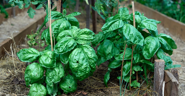 Why Your Basil Leaves Are Curling - Featured image