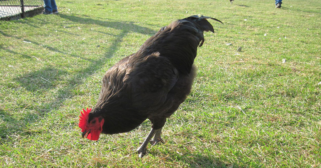 black star chicken