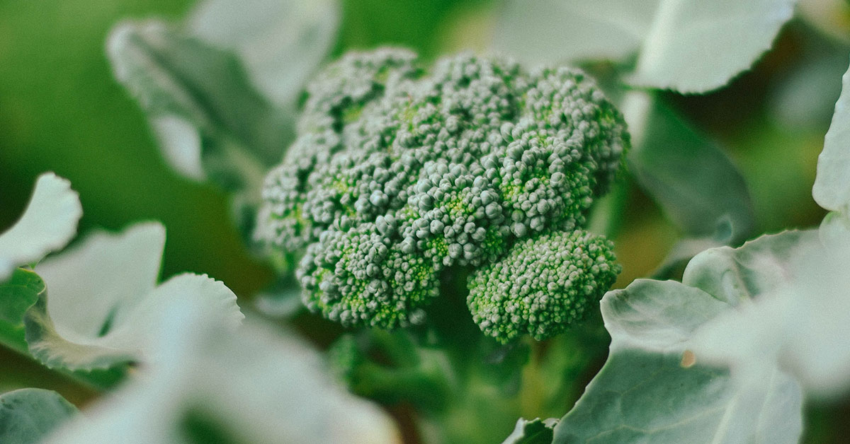broccoli leaves and floret