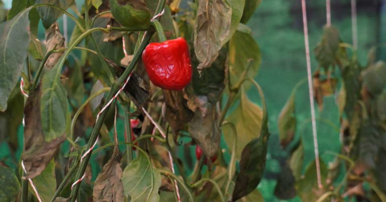 Why Your Pepper Leaves Are Turning Brown - Featured image