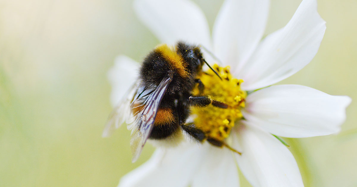 bumblebee on a white flower