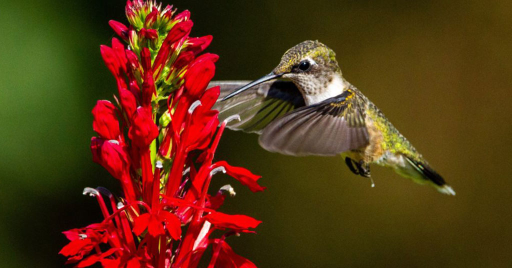 cardinal flower being visited by a hummingbird