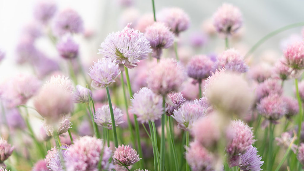 chives flowers