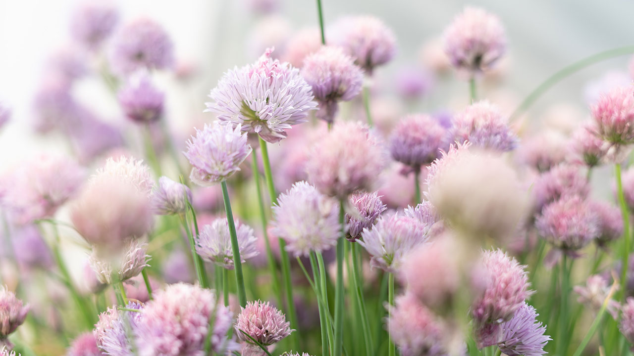 chives flowers