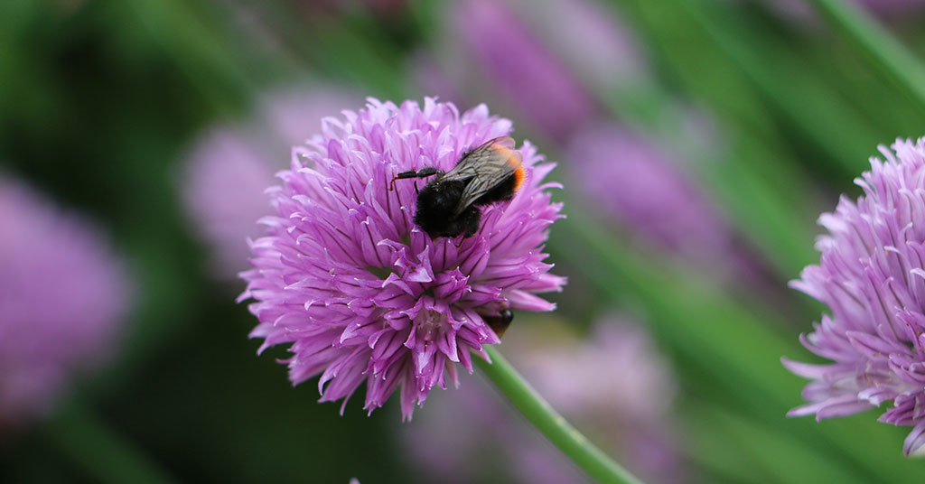 chives with pink flowers and a bumblebee
