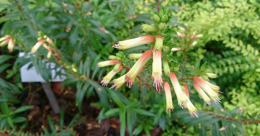 cigar plant