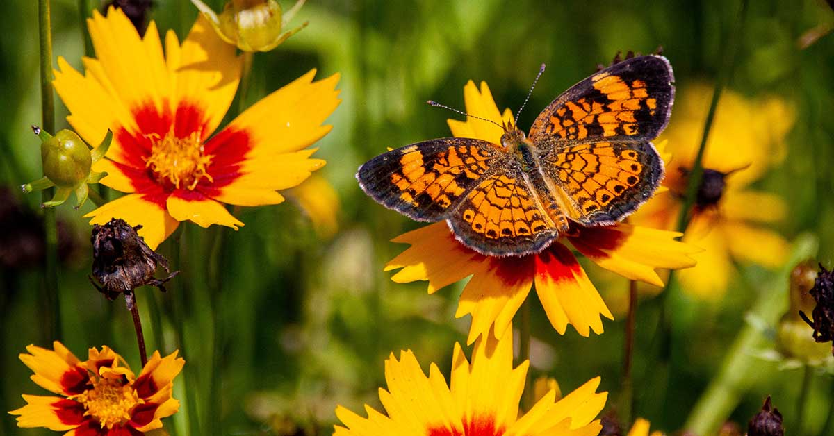 butterfly on coreopsis flowers