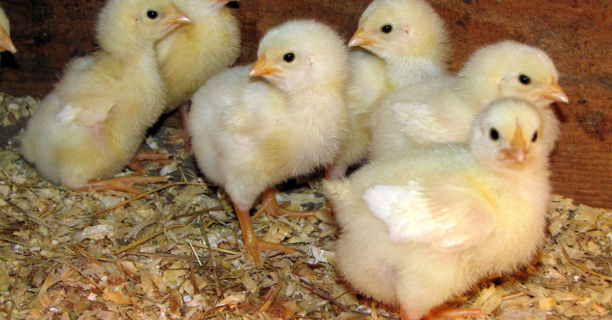 Comprehensive Guide To Cornish Cross Chickens The Garden Magazine